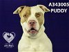 adoptable Dog in stockton, CA named PUDDY