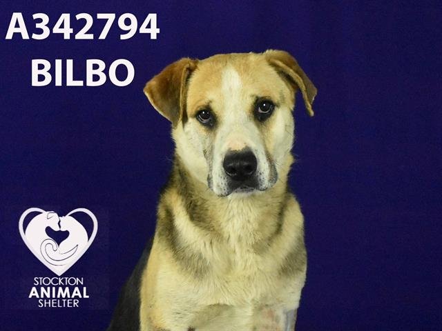 adoptable Dog in Stockton, CA named BILBO