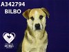 adoptable Dog in stockton, , CA named BILBO