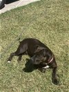 adoptable Dog in stockton, CA named PEPITA