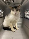 adoptable Cat in stockton, CA named A341313