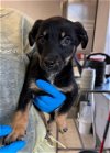 adoptable Dog in stockton, CA named A341694