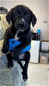 adoptable Dog in stockton, CA named JOHNNY