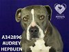 adoptable Dog in stockton, , CA named AUDREY HEPBURN
