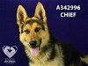 adoptable Dog in stockton, CA named CHIEF