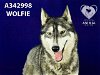 adoptable Dog in stockton, CA named WOLFIE