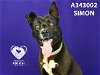 adoptable Dog in stockton, CA named SIMON