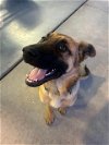 adoptable Dog in stockton, , CA named BEETLE