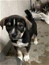 adoptable Dog in stockton, CA named ROO