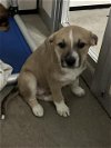 adoptable Dog in stockton, CA named KANGA