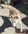 adoptable Dog in stockton, CA named PHEONIX