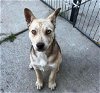 adoptable Dog in stockton, CA named CINNAMON