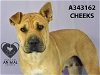 adoptable Dog in stockton, CA named CHEEKS