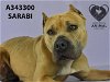 adoptable Dog in stockton, CA named SARABI