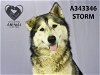 adoptable Dog in stockton, CA named STORM