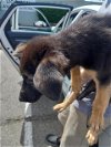 adoptable Dog in stockton, CA named A343352