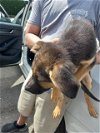 adoptable Dog in stockton, CA named A343355