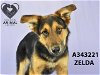 adoptable Dog in stockton, CA named ZELDA