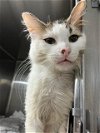 adoptable Cat in stockton, CA named TERRY