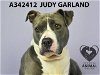 adoptable Dog in stockton, CA named JUDY GARLAND