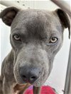 adoptable Dog in stockton, CA named FONDANT