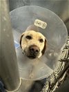 adoptable Dog in stockton, CA named COPPER