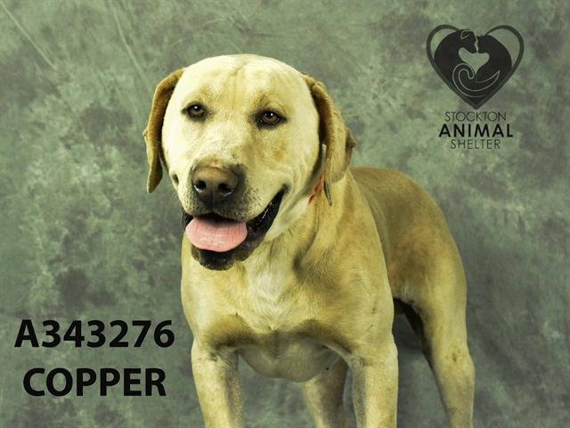 adoptable Dog in Stockton, CA named COPPER