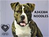 adoptable Dog in stockton, CA named NOODLES