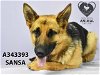 adoptable Dog in stockton, CA named SANSA