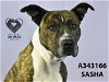 adoptable Dog in stockton, CA named SASHA