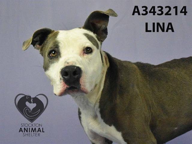 adoptable Dog in Stockton, CA named LINA