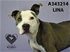 adoptable Dog in stockton, CA named LINA
