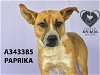 adoptable Dog in stockton, CA named PAPRIKA