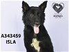 adoptable Dog in stockton, CA named ISLA