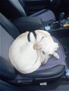 adoptable Dog in stockton, CA named CALI