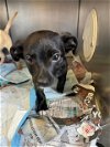 adoptable Dog in stockton, CA named BINK