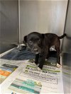 adoptable Dog in stockton, CA named A342255
