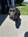adoptable Dog in  named A343488