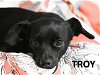 adoptable Dog in stockton, CA named TROY