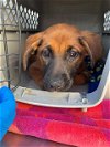 adoptable Dog in stockton, CA named LANEY