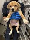 adoptable Dog in stockton, CA named JENNY
