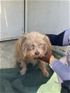 adoptable Dog in stockton, CA named CHESSY