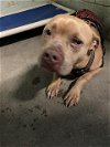 adoptable Dog in stockton, CA named NASMA