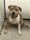 adoptable Dog in stockton, CA named GUPPIE