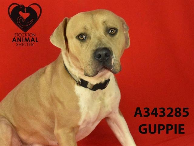adoptable Dog in Stockton, CA named GUPPIE