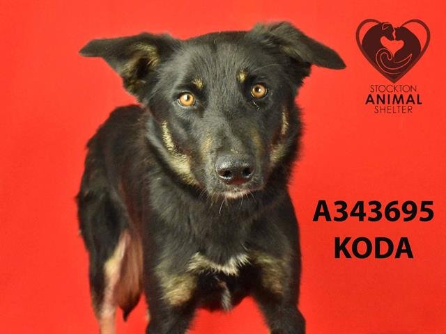adoptable Dog in Stockton, CA named KODA