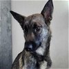 adoptable Dog in stockton, CA named COCO