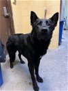 adoptable Dog in stockton, CA named FERRIS