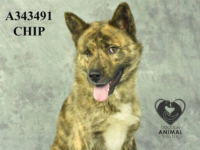 adoptable Dog in Stockton, CA named CHIP