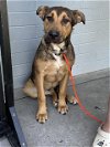 adoptable Dog in stockton, CA named WALLABY